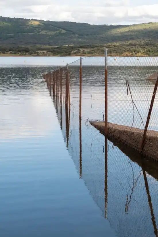 Fish Pond